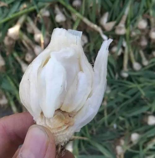 面包蒜形成原因以及解决方案