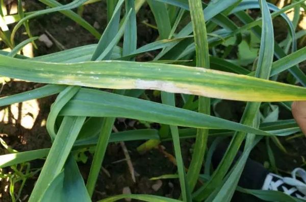 大蒜常见病虫害,发病原因,防治方法!