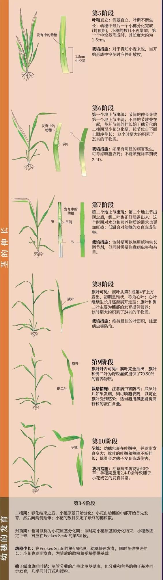 冬小麦生长周期图片