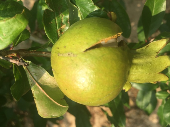 石榴园畸形果,裂果现象普遍